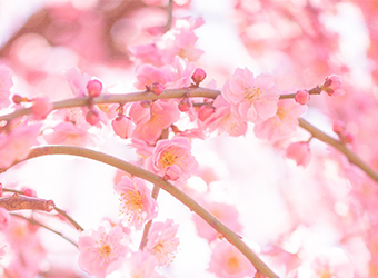 桜エキスのイメージ：美しい桜の花
